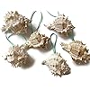Glittered Pink Murex Seashell Ornaments with Turquoise Ribbon, 6 41qPnl9hdTL. SS100