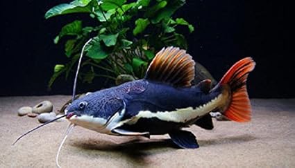 Worldwidetropicals Pesce Acquario Vivo D Acqua Dolce 3 5 4 Red Tail Catfish Da Live Freshwater Fish Vivi Pesci Tropicali Ideale Per Acquari Popolate Il Vostro Acquario Amazon It Prodotti Per Animali Domestici