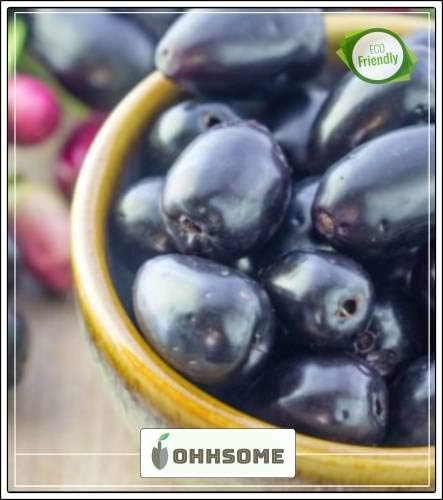 HIGH GROWTH SEEDS ONLY NOT PLANTS: SEED Fruit Seeds Indian Black - Jamun Fruit Seeds Seeds For Organic Farming Fruit Seeds Kitchen Garden Pack Seed (10 per packet)
