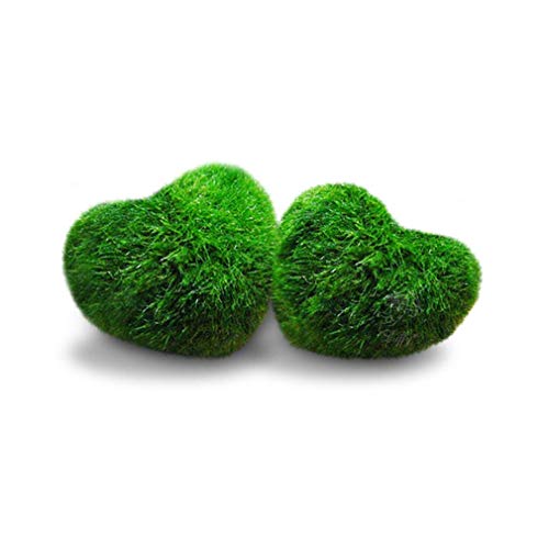 SunGrow 2 Betta Heart Marimos – Beautiful & Rare Aquatic Plants – Pair of 0.6″ Heart-Shaped Moss Balls – Low Maintenance Good Luck Charms for Betta Fish Tanks – Creative Addition to DIY Home Decor