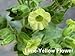 Sacred Shamanic Tobacco 50 Seeds - Nicotiana rustica