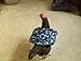 Louise's Country Closet Standard Size 5 Pack Chicken Saddle Complete Protection for Wings and Back and Made with Durable Denim