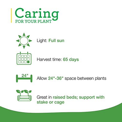 Bonnie Plants Celebrity Hybrid Tomato Live Vegetable Plants 4 Pack