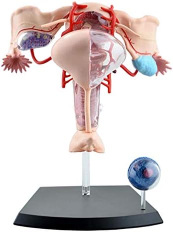 女性の生殖システムの人体臓器の解剖学モデルの女性の子宮コンポジット