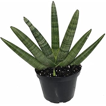 Amazon.com: Shark Fin Snake Plant - Whale Fin - Sanseveria masoniana - 6" Pot - Collector's Amazon.com: Shark Fin Snake Plant - Whale Fin - Sanseveria masoniana - 6" Pot - Collector's