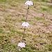 Topadorn 6 FT Metal Rain Chain with 8 Cups, Functional and Decorative Replacement for Gutter Downspouts, Umbrella & Bell Rain Chain for Home, Garden, and Outdoor Use