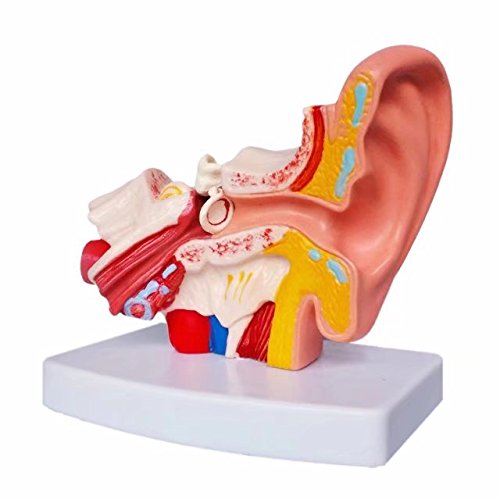 MKDental Human Ear Joint Simulation Model Medical Anatomy PVC Plastic Desktop Decoration