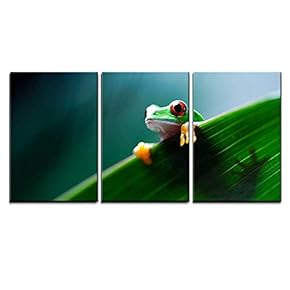 3 Piece Canvas Wall Art - Red Eye Tree Frog on Leaf - Modern Home Art Stretched and Framed Ready to Hang - 16"x24"x3 Panels