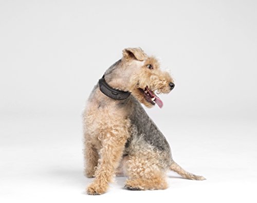 Link AKC Smart Dog Collar - GPS Location Tracker, Activity Monitor, and More, Sport Medium (KITSV02) - Thumbnail 2