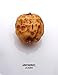 Tigernut – Ready to Eat Dry Tiger Nuts – Low Calorie Gemini Tiger Nuts 12oz – Vegan, Gluten Free, High Fiber Raw Tiger Nuts – Organic, Nut Free Large Tigernuts for Digestive and Heart Health