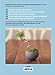 Keshiki Bonsai: The Easy, Modern Way to Create Miniature Landscapes