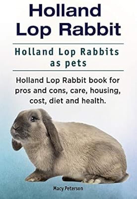 holland lop pet rabbits