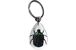 FlyingBean KeyChain With Real Insect Specimens, Animal Taxidermy Collection, KeyRing Crafts