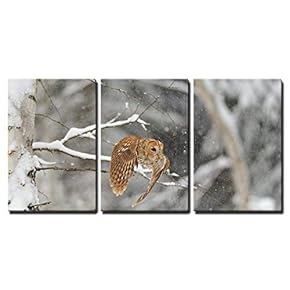 Flying Tawny Owl in Winter Time Whne is...
