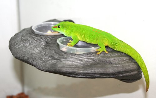 Magnaturals Gecko Ledge Granite - Magnetic Decor - Thumbnail 2
