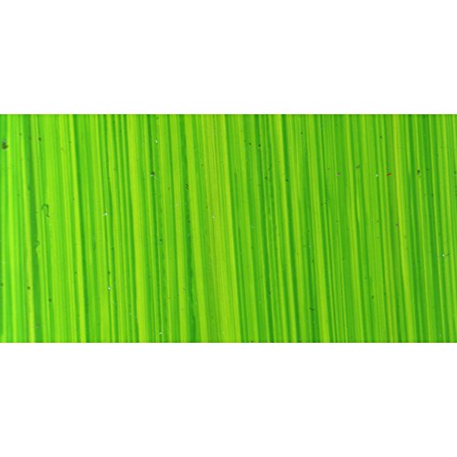 Michael Harding : Oil Colour : 225ml Bright Green Lake