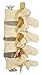 4-Part Human Lumbar Vertebrae Spine Set Anatomy Model