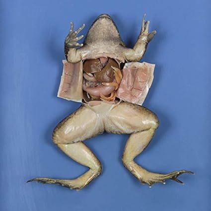Preserved Frog X Jumbo Size 4 5 Inches Long Bulk Bag Science Classroom Specimens Amazon Com Industrial Scientific