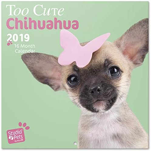 Grupo Erik 2019 Studio Pets Chihuahua Wall Calendar 30 x 30 cm