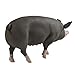 Safari Ltd. Berkshire Pig - Realistic Hand Painted Toy Figurine Model - Quality Construction from Phthalate, Lead and BPA Free Materials - for Ages 3 and Up