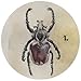 Buttonsmith Beetles Magnet Set - Set of 4 1.25