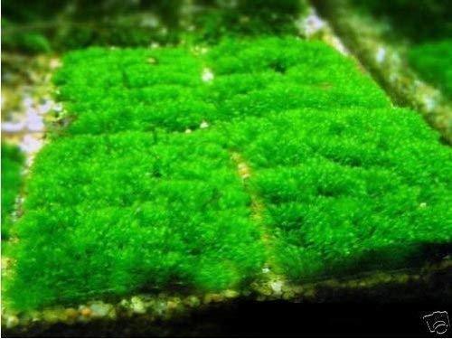 Luffy Moss Wall Mesh Kit (5 pcs) - Stainless Steel, Strong and Flexible, Enhance Aquarium with a Luscious Green Moss Wall or Moss Floor: Easy to Use with All Aquatic Plants Including Java and Pellia
