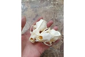 FGRID Animal Specimen Real Animal Skull Specimen Taxidermy Cleaned Skull Collection Fox, cat, Mink, Crocodile, Dog, Raccoon, Snake, Rabbit, Goat ，Muskrat，Nutria，Fox's paw (3pcs,Mink)