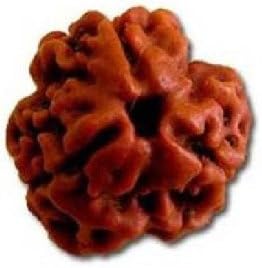 Divine Miracles Natural Rudraksha Natural Three Face (Teen Mukhi) Rudraksha (Brown)