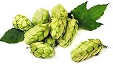 Cascade Beer Hops Vine - Humulus - Grow your own Beer - Americas Favorite - 4