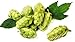 Cascade Beer Hops Vine - Humulus - Grow your own Beer - Americas Favorite - 4