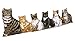 Hampton Direct Cat Draft Stopper