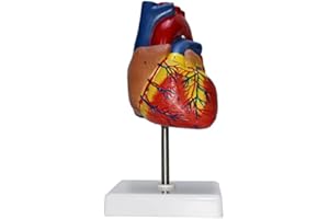 Anatomically Accurate Medical Model,Human Heart Model for Anatomy,2-Part Life Size Medical Heart for Study,34 Anatomical Stru