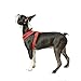 Gooby - Freedom Harness II, Choke Free Mesh Harness for Small Dogs with Microsuede Straps, Red, Medium