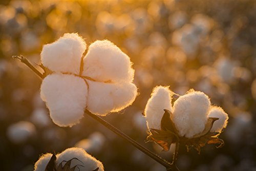 Grown in The USA Raw Cotton Stuffing/Batting. (5lb)