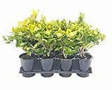 Ligustrum Japonicum Howardi - 12 Live Quart Size