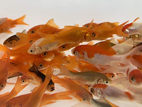 Toledo Goldfish Live Comet Goldfish For Aquariums Tanks Or