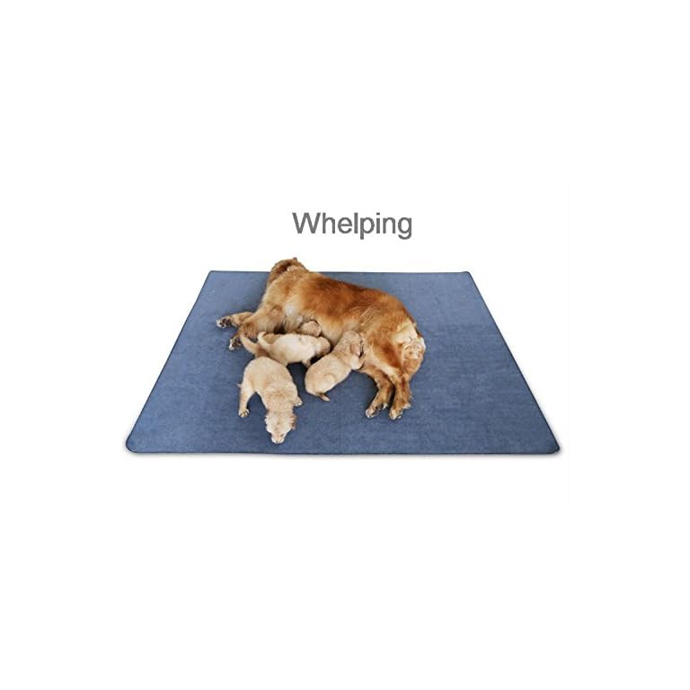 Slipping dog. Dog slip.