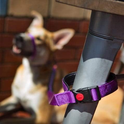 Canny CONNECT Lead - Anti‑Pull Dog Lead for Head Collars incl. Canny Collar, Red, Small/puppy: 120cm (4ft) long, 15mm (5/8in) wide - Image 3