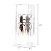 QTMY Biology Science World Collection of Real Insect Specimen Paperweight (Vespa)