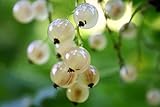 *WHITE CURRANT BERRY BUSH *Rare*Ornamental*Sweet*E-Z GRO*Preserves*FRUITS* #1222