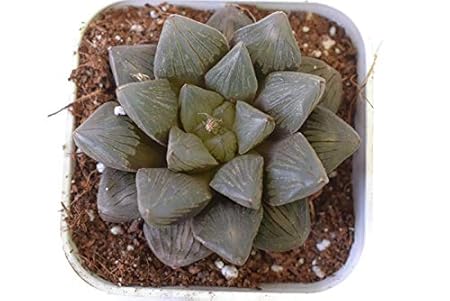 Seedsnpots Haworthia cooperi KOTOBUKI Rare Succulent