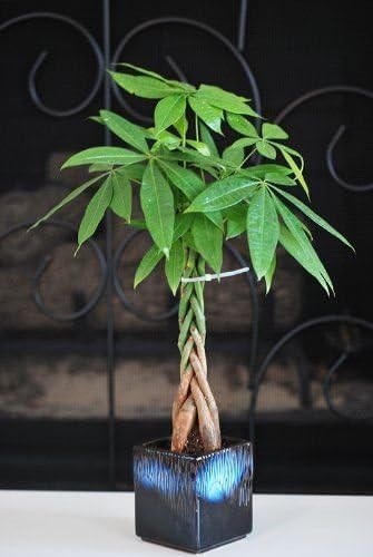 Live Lucky 5 Braided Money Tree Into 1 Pachira with Handmade Ceramic Pot Plants