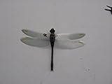 5pcs Magnet or Pin Fridge Luminous Simulation Dream Dragonfly (8.5cm pin ones)