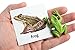 Montessori Pet Animal Match - Miniature Pet Animal Toy Figurines with Matching Cards - 2 Part Cards. Montessori Learning Toy, Language Materials Busy Bag Activity