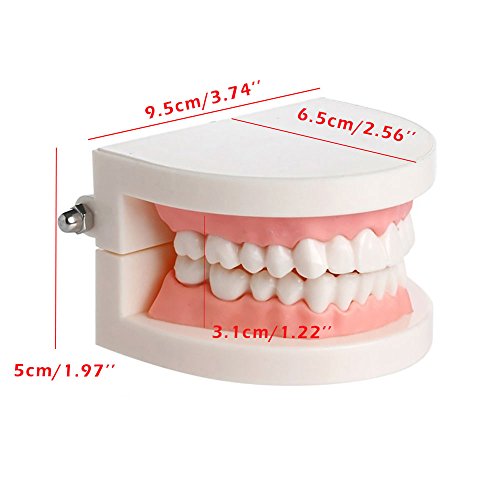 Dentures Dental teeth teaching model Adult Gums Standard Demonstration Tool for Kindergarten Brushing Teaching By Brigedental - Thumbnail 3