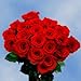 Anniversary Delivery Roses | 50 Red Roses