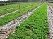 The Dirty Gardener Fall Cover Crop Seed Mix, 5 Pounds