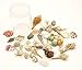 Sea Shells Mixed Ocean Beach Seashells-(8.5oz) 1
