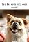 Livro SEU PET ESTÁ FELIZ COM VOCÊ