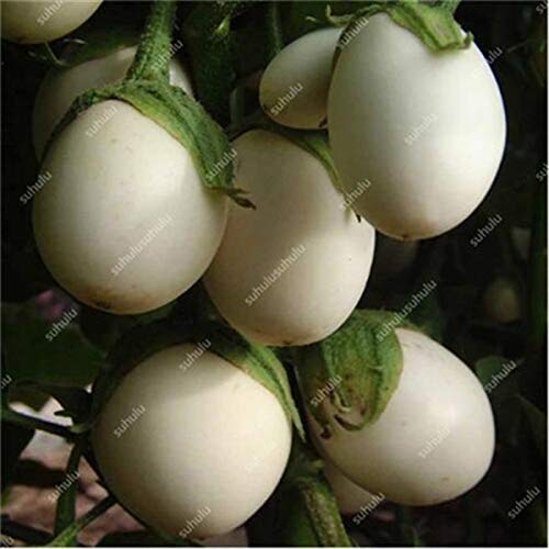 TOMHY 200 PC Negro Berenjena Bonsai, Bonsai Berenjena exótico ...